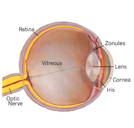 eye diagram fovea. Click HERE for eye diagram